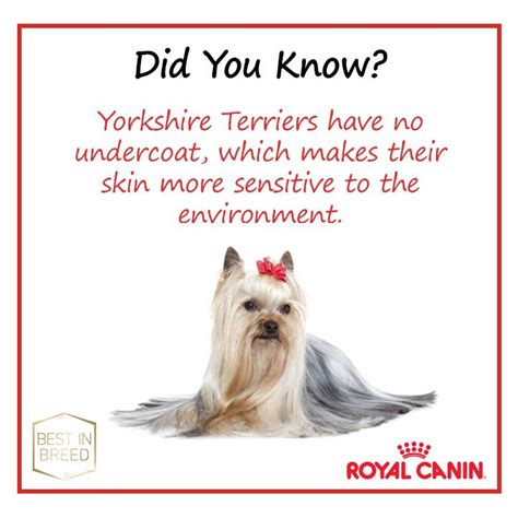 Do Yorkies Have an Undercoat or Not