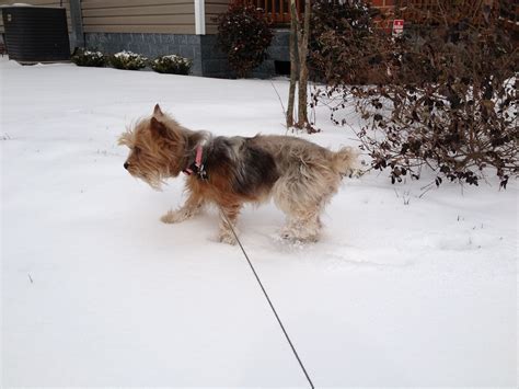 Do Yorkies Like Snow