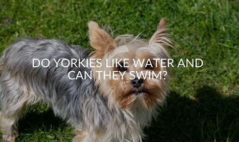 Do Yorkies Like Water