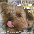 Do Yorkies Like Wet