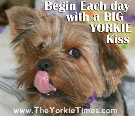 Do Yorkies Like Wet