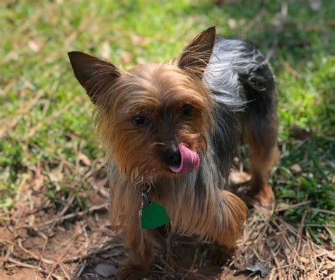 Do Yorkies Need Professional Trainers?