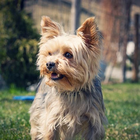 Do Yorkies Shed Hair