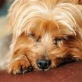 Do Yorkies Sleep A Lot