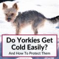 Do Yorkies get cold easily?