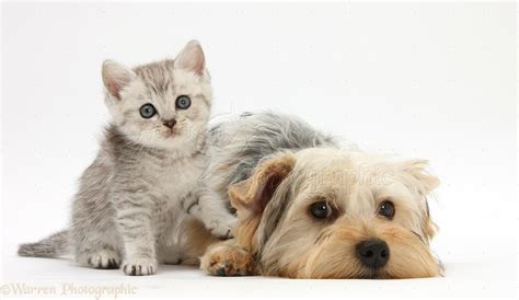 Do Yorkshire Terriers Get Along With Cats