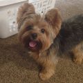 Do Yorkshire Terriers Have Hair Or Fur