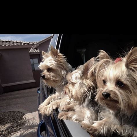 Do Yorkshire Terriers Like Car Rides?