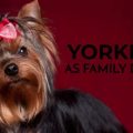 Do Yorkshire Terriers Make Good Family Dogs? Truth Revealed