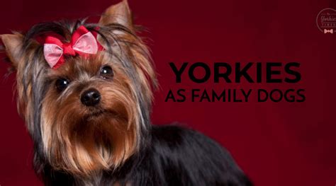 Do Yorkshire Terriers Make Good Family Dogs? Truth Revealed