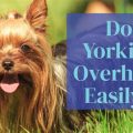 Do Yorkshire Terriers Overheat Easily?