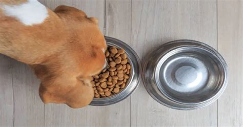 Dog Bowls That Cannot Be Tipped Over