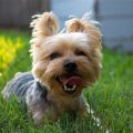 Dog Breed Maltese Yorkie Mix