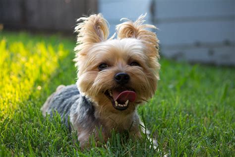 Dog Breed Maltese Yorkie Mix