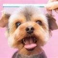 Dog Brush For Yorkie