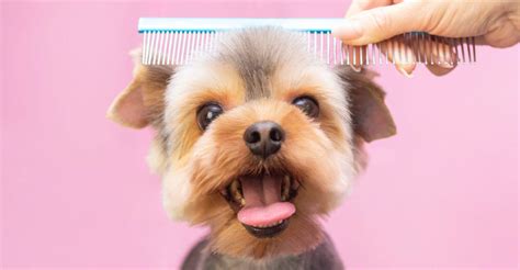 Dog Brush For Yorkies