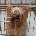 Dog Crate For Yorkshire Terrier