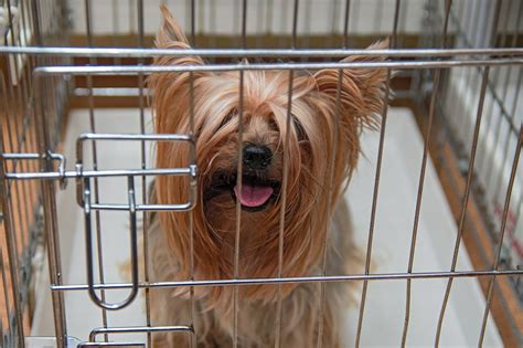 Dog Crate For Yorkshire Terrier