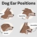 Dog Ear Positions