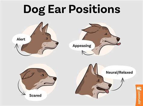 Dog Ear Positions