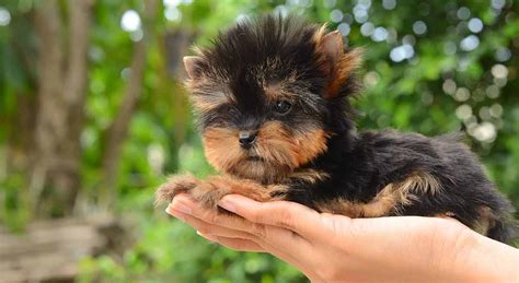 Dog Names For Teacup Yorkies