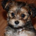 Dog Shih Tzu And Yorkie Mix