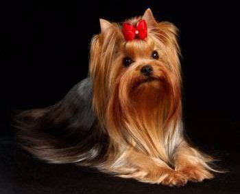 Dog Show Yorkie