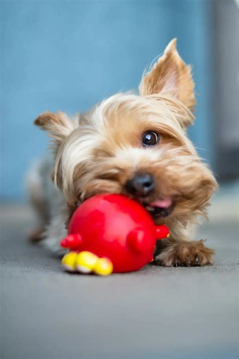 Dog Toys For Yorkies