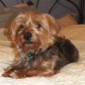 Dotson Yorkie Mix Puppies