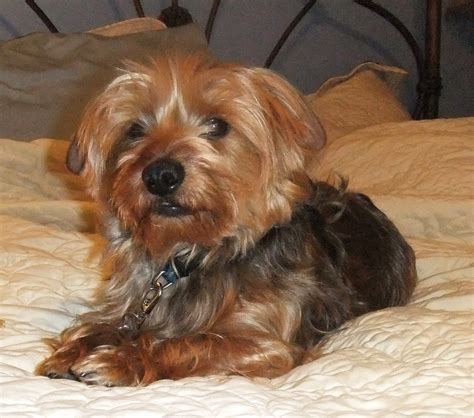 Dotson Yorkie Mix Puppies