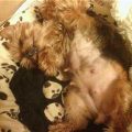 Early Pregnant Yorkie Belly