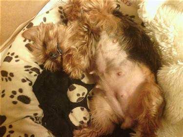 Early Pregnant Yorkie Belly