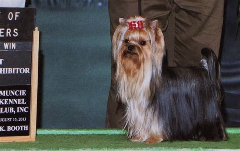 Early Yorkie Show Champions