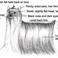 Early Yorkshire Terrier Breed Standards