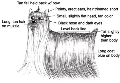 Early Yorkshire Terrier Breed Standards