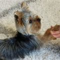 Easy Tricks to Teach Your Yorkie Today