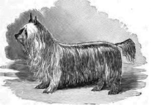 Extinct Yorkshire Terrier Traits