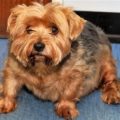 Fat Yorkie