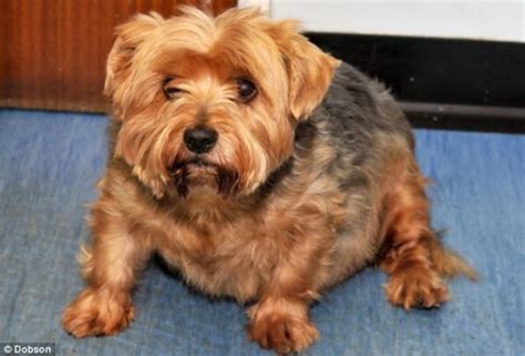 Fat Yorkie Terrier