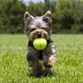 Favorite Treats and Toys for Yorkies