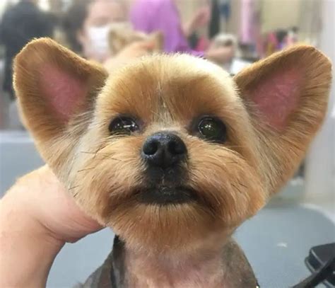 Female Yorkie Cuts Styles