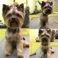 Female Yorkie Grooming Styles