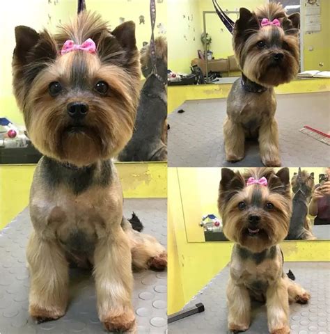 Female Yorkie Grooming Styles