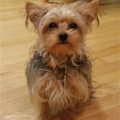 Female Yorkie In Heat Behavior