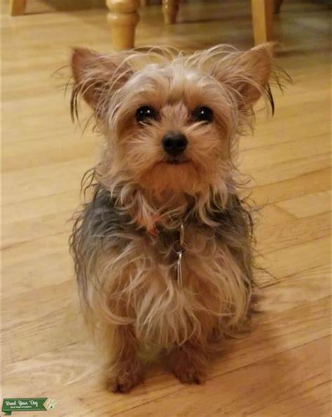 Female Yorkie In Heat Behavior