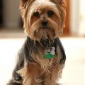 Female Yorkie Puppy Cut