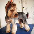 Female Yorkie Short Haircuts