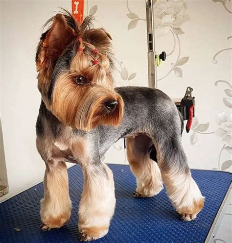 Female Yorkie Short Haircuts