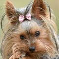 Female Yorkies