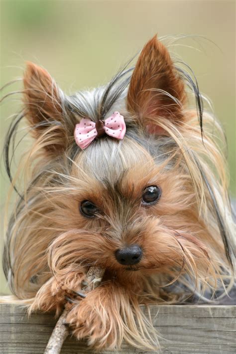 Female Yorkies